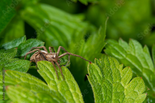 The nursery web spider, Pisaura mirabilis, on a leaf in Spring. Female. Side view