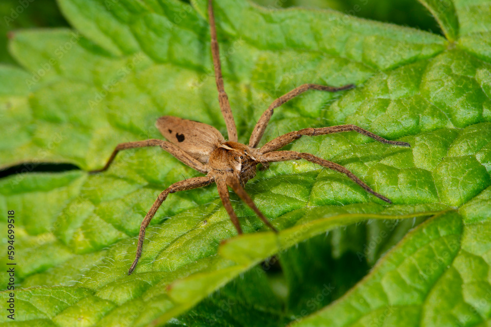The nursery web spider, Pisaura mirabilis, on a leaf in Spring. Female The nursery web spider, Pisaura mirabilis, on a leaf in Spring. Female
