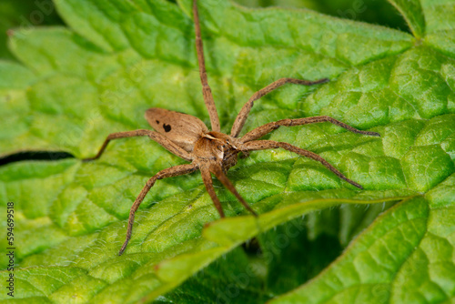 The nursery web spider, Pisaura mirabilis, on a leaf in Spring. Female