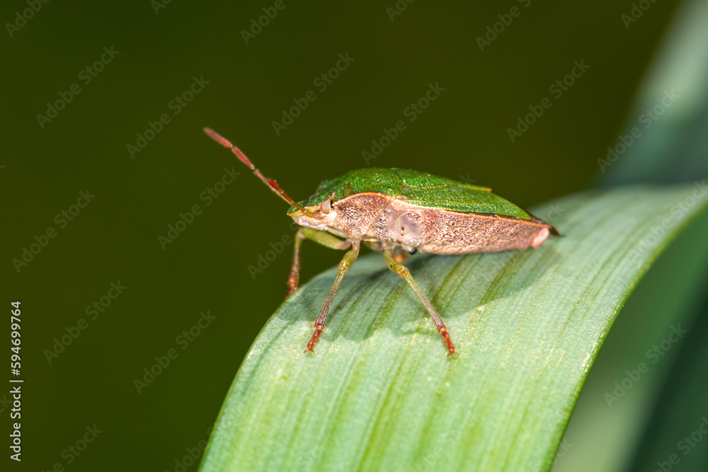 the common green shieldbug Palomena prasina in April on a daffodil leaf . Side view the common green shieldbug Palomena prasina in April on a daffodil leaf . Side view