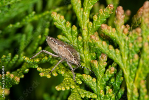 Sloe bug or hairy shieldbug (Dolycoris baccarum) on Cypress. Close up. Side view