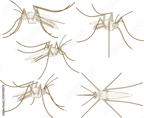 Vector sketch illustration of flying mosquito