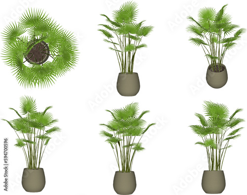 Vector sketch illustration of decorative palm plant in pot