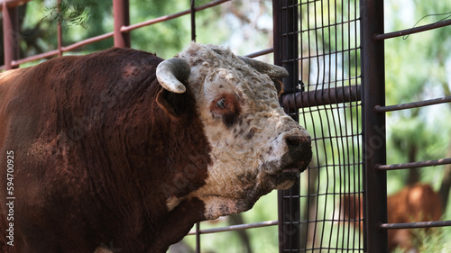 Εκτύπωση καμβά Curly hair face of stoic Hereford bull closeup with horns on Texas beef ranch