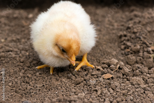 Extreme close-up of a newly hatched chick on a soil background. Selective focus, copy space.