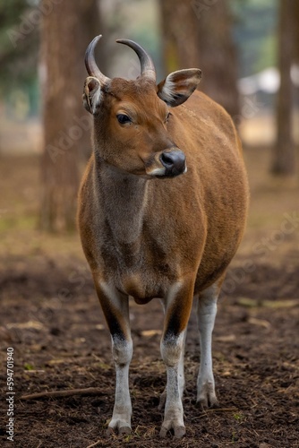 Small Banteng standing in a clearing of mud