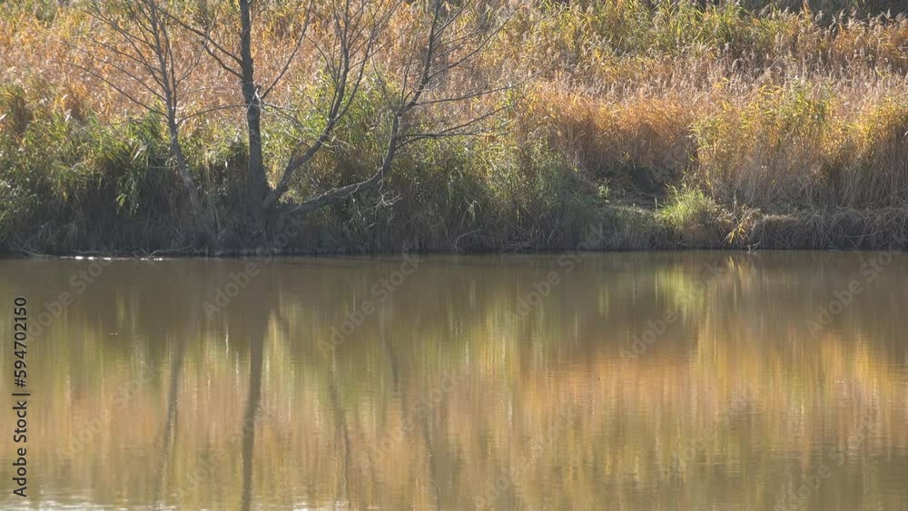 Autumn yellow vegetation mirrored in water on lake shore Autumn yellow vegetation mirrored in water on lake shore