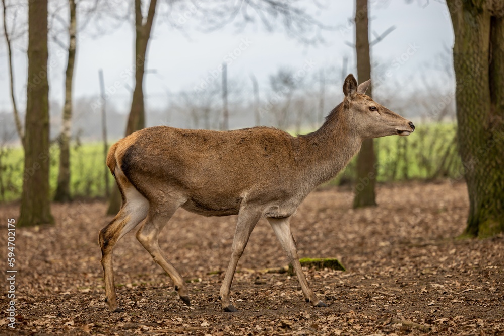 Deer walking in the forest amongst other trees Deer walking in the forest amongst other trees