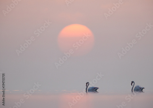 A pair of Greater Flamingos wading and dramatic sunrise at Asker coast, Bahrain