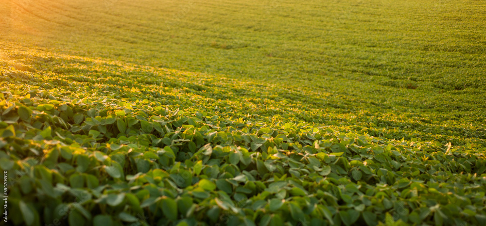 soybean leaves in focus, hills of the soybean field in the warm rays of the setting sun, in the evening