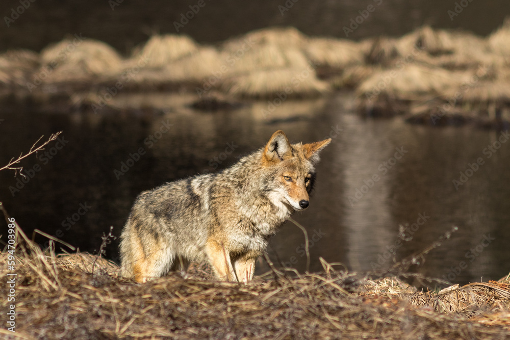 Coyote hunting in Yosemite Valley Coyote hunting in Yosemite Valley
