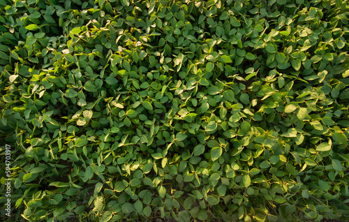 green soybean leaves, top view of field and soybean plants
