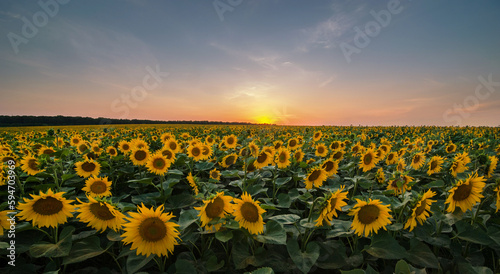 Wonderful panoramic view field of sunflowers by summertime evening, sunset time.