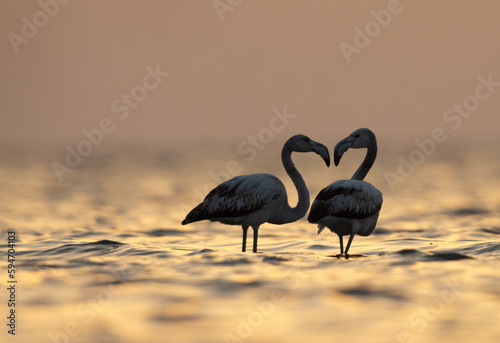 Greater Flamingos and beautiful hue of light at Asker coast of Bahrain