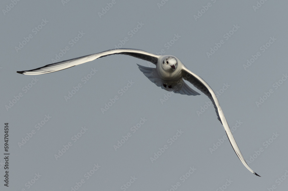 Black-headed gull flying at Asker marsh, Bahrain Black-headed gull flying at Asker marsh, Bahrain