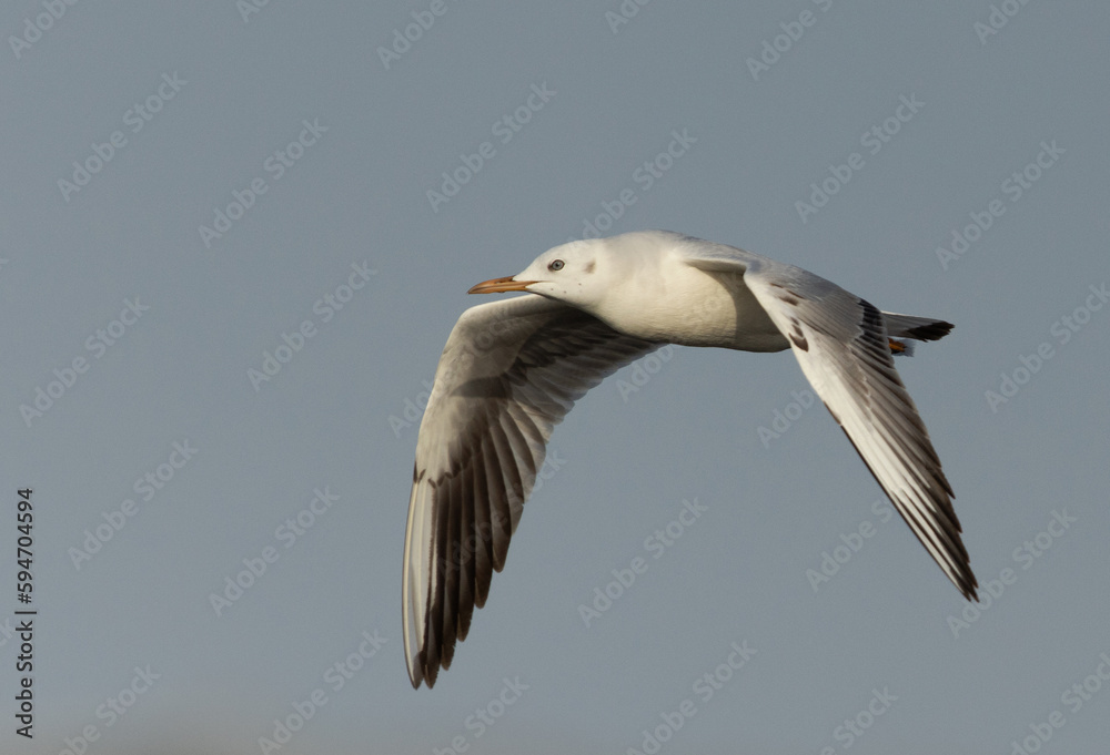 Sender-billed gull flying at Asker marsh, Bahrain Sender-billed gull flying at Asker marsh, Bahrain