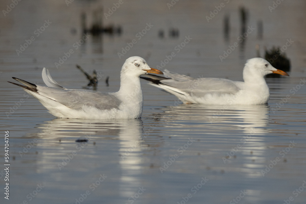 A pair of Slender-billed gull at Asker marsh, Bahrain