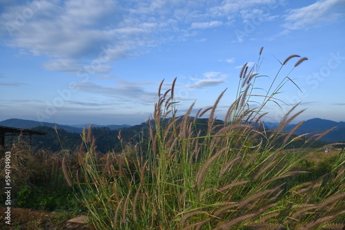 Chinese fountain grass swaying in the wind under the blue sky and green mountain view. Scientific name  Pennisetum setaceum  Forssk.  Chiov. 