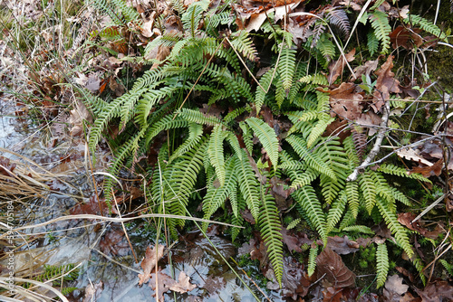 Closeup on a evergreen Deer fern, Struthiopteris spicant in the forest photo