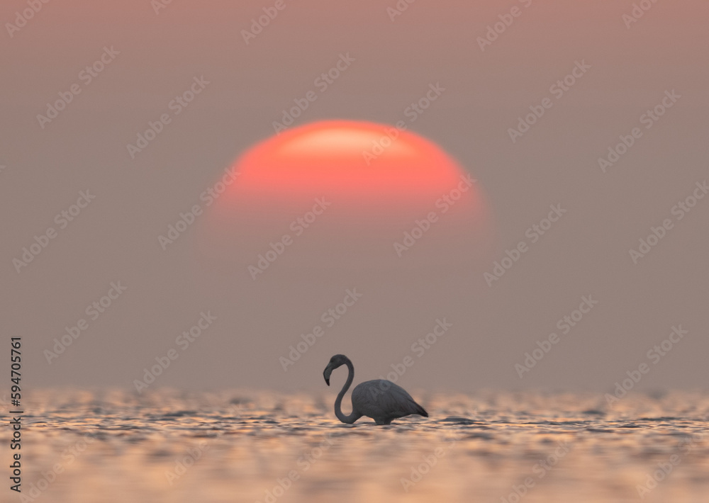 Fototapeta premium Greater Flamingos and dramatic sunrise at Asker coast, Bahrain