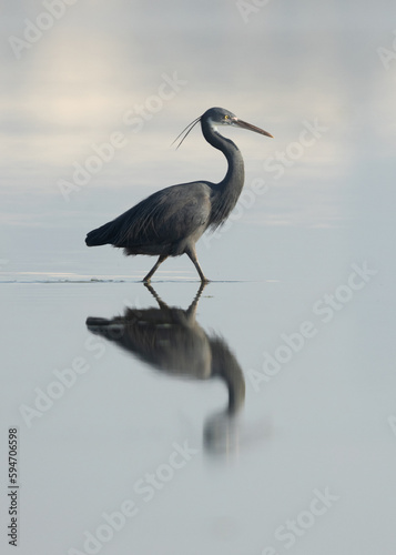 Billede på lærred Western reef heron and dramatic reflection, Bahrain
