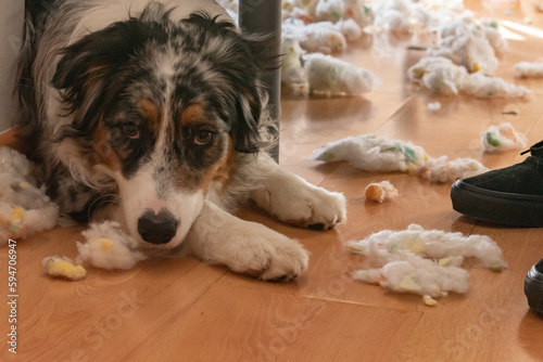Puppy hiding under the bed with cushion stuffing all over the floor. On one side you can see her owner's feet.