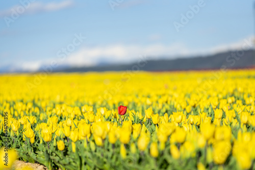 Coquelicot rouge seul au milieu d'un champs de tulipe jaune en Provence, dans le sud de la France © flavien