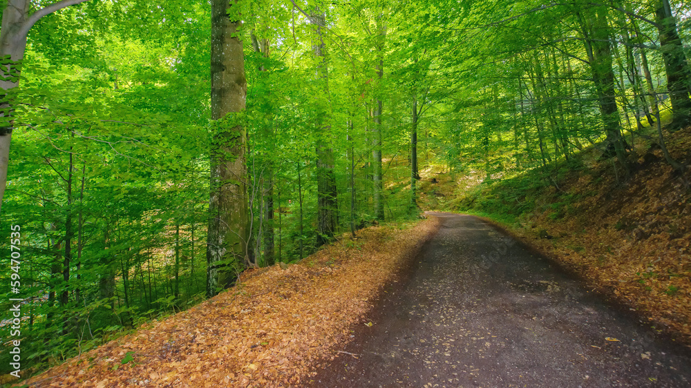 Obraz premium forest trail in beautiful woodland scenery. nature background in summer
