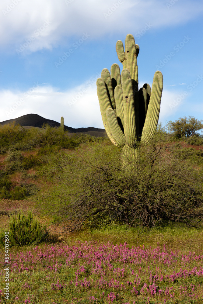 Large Saguaro Cactus and 2023 Super Bloom of purple wildflowers near Theodore Roosevelt Lake in Tonto National Forest in Arizona