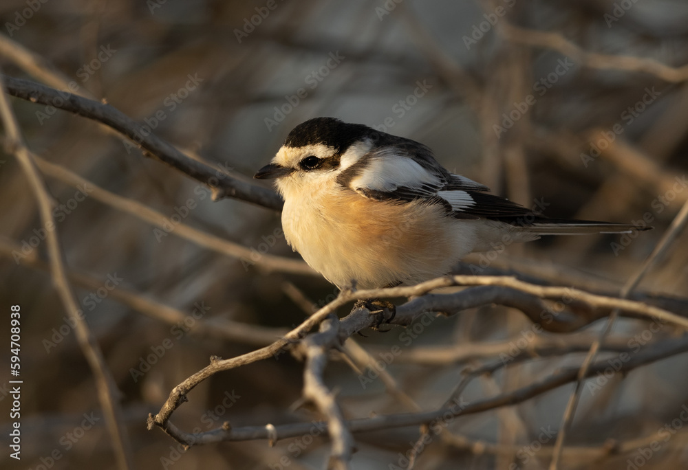 Masked shrike perched on tree, Bahrain Masked shrike perched on tree, Bahrain