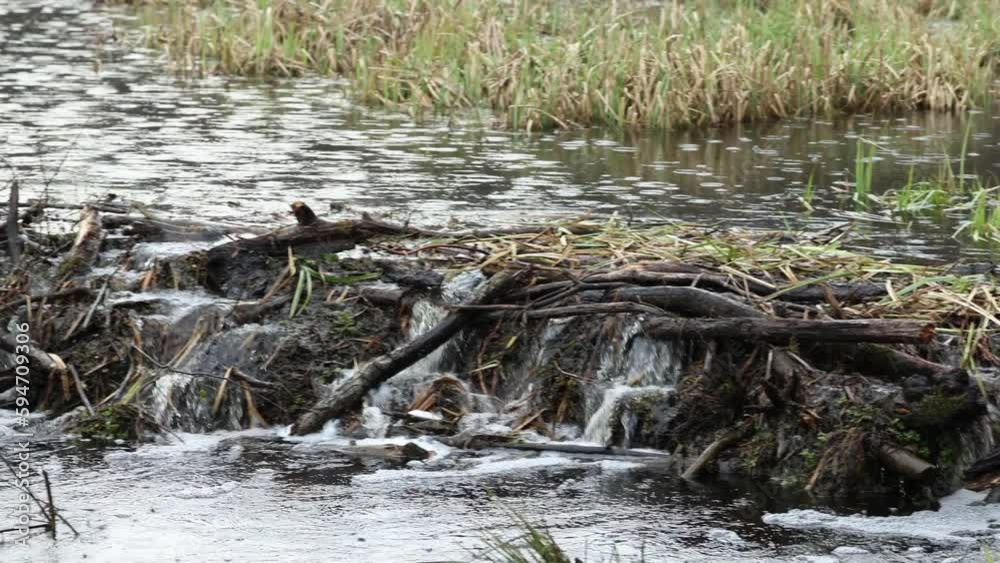 Beaver lodge on a forest stream. Natural habitat of wild animals. Panning from right to left taken on a cloudy day. Beaver lodge on a forest stream. Natural habitat of wild animals. Panning from right to left taken on a cloudy day.