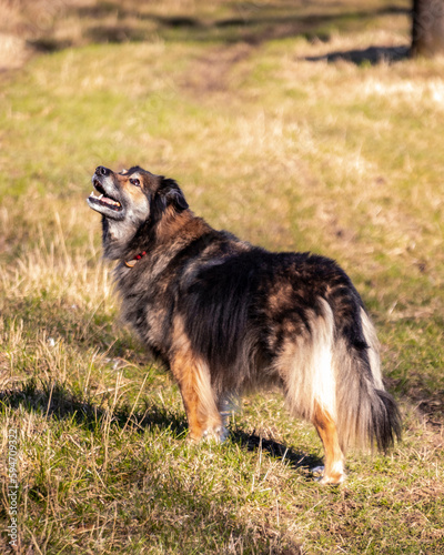 Maïko le berger du fond de la vallée