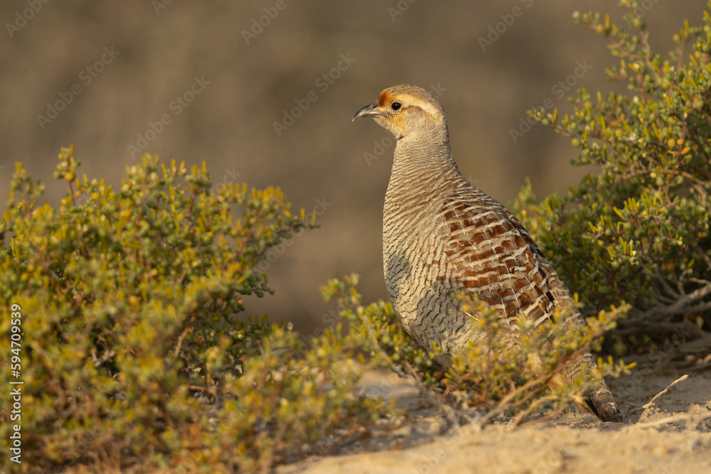 Fototapeta premium Closeup of a Grey francolin at Hamala, Bahrain