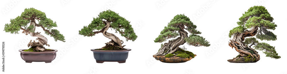 Fototapeta premium Group of juniper Bonsai potted plants. Isolated on transparent background. Created using Generative AI.