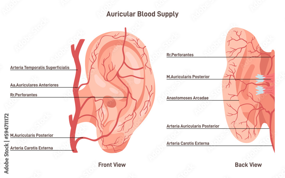 Auricular Blood Supply External Ear Blood Vessels Veins And Arteries auricular-blood-supply-external-ear-blood-vessels-veins-and-arteries