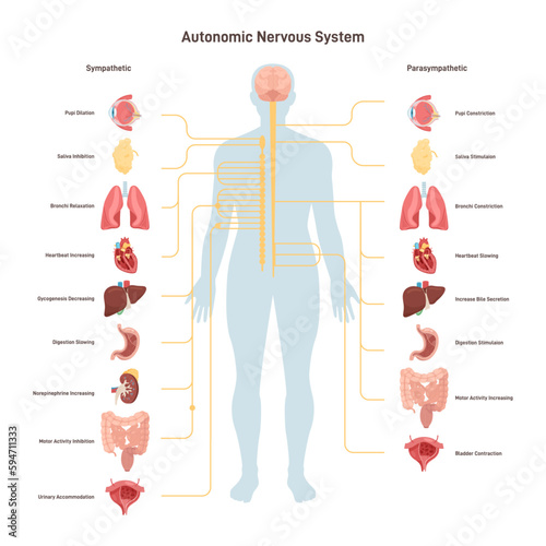 Human autonomic nervous system. Sympathetic and parasympathetic photo