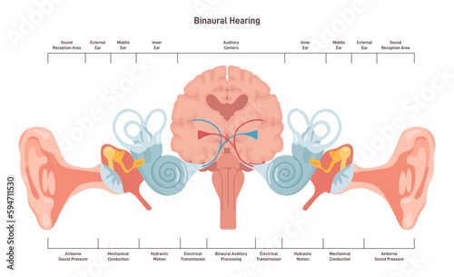 Binaural hearing. Human ability to hear in two ears. Auditory pathways photo