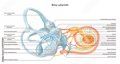 Bony labyrinth. Middle ear capsule: the vestibule, the semicircular photo