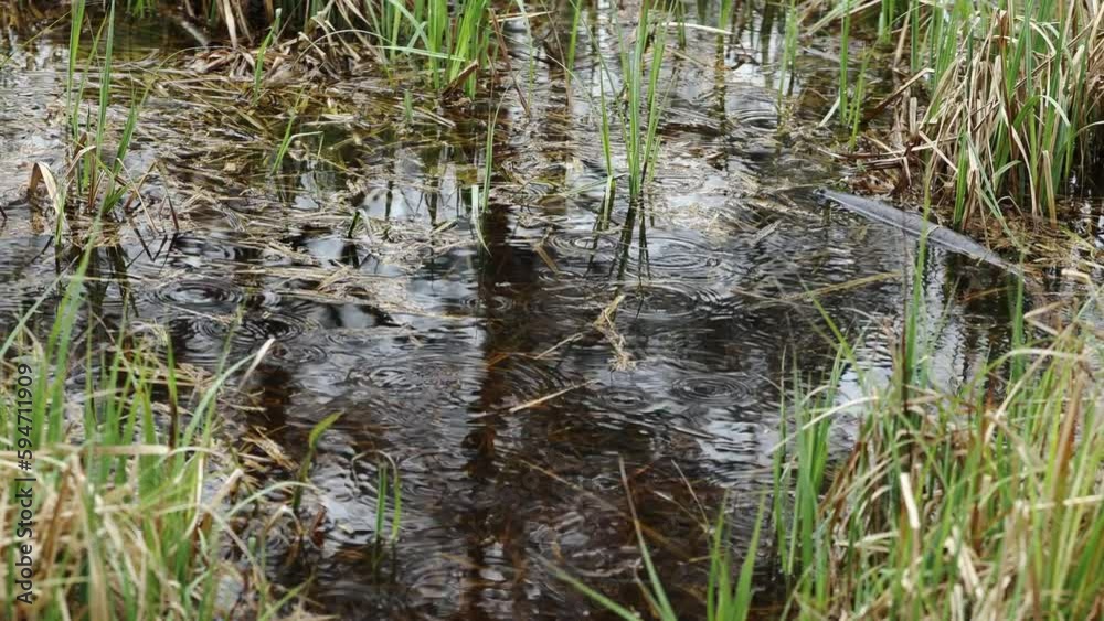 Raindrops form circular waves on the surface of the water during a gentle rain. Static shot taken on a spring day Raindrops form circular waves on the surface of the water during a gentle rain. Static shot taken on a spring day