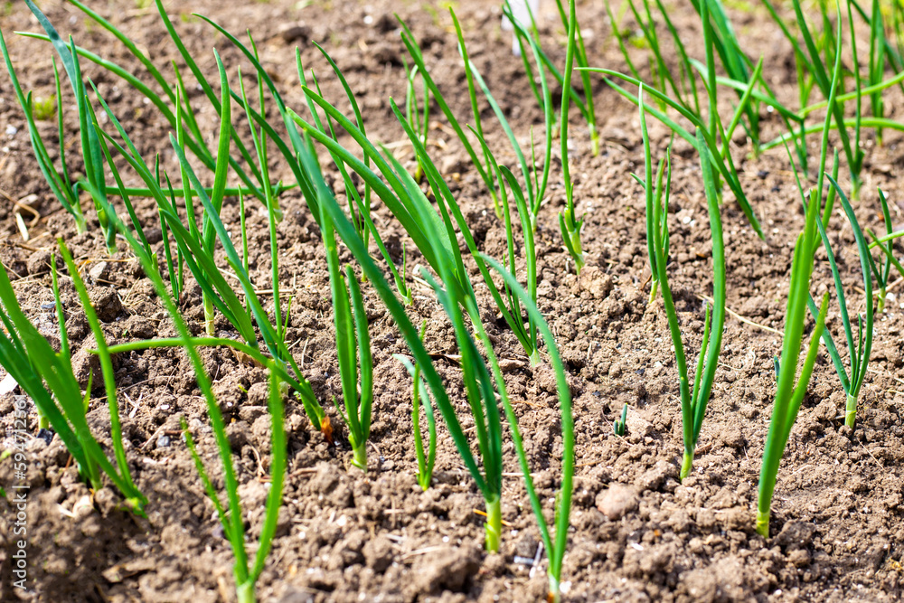 green onion feathers grown from onion sets in a garden bed. Delicious healthy greens, seasoning for dishes. green onion feathers grown from onion sets in a garden bed. Delicious healthy greens, seasoning for dishes.