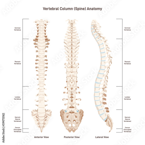 The human spine. Vertebral column sites. Anterior, posterior and lateral