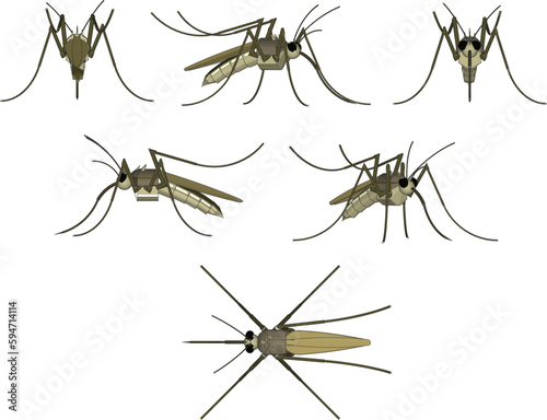 Vector illustration sketch of a disease-causing blood-sucking mosquito