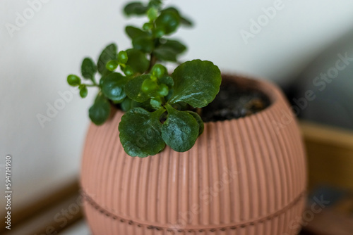 closeup of pink pot with bubble plant in front of a white wall