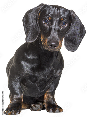 Dachshund dog, sitting in front of white background
