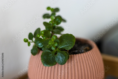 closeup of pink pot with bubble plant in front of a white wall with chair next to it
