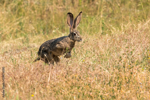 Bunny rabbit jackrabbit jumping in the wilderness