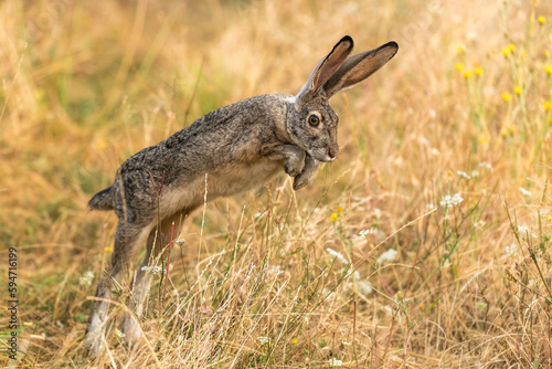 Bunny rabbit jackrabbit jumping in the wilderness