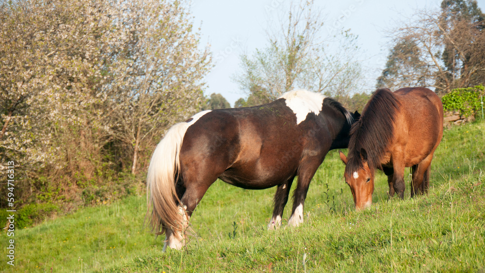 Fototapeta premium Caballos en ladera de monte verde