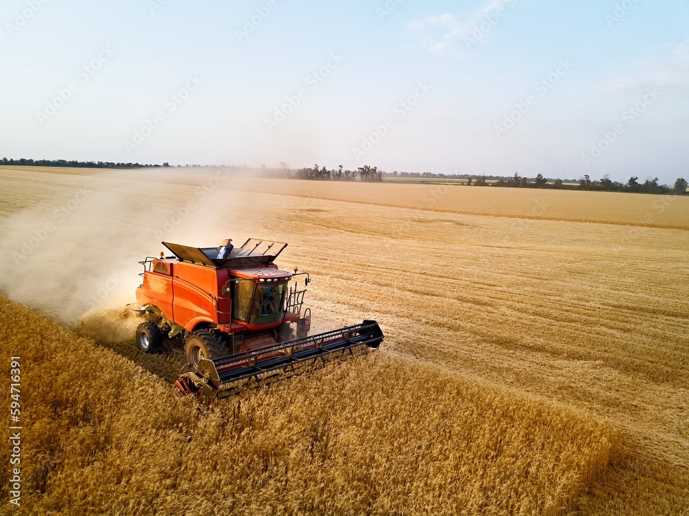 Fototapeta premium Aerial drone photo of red harvester working in wheat field on sunset. Combine harvesting machine driver cutting crop in farmland. Organic farming. Agriculture theme, harvesting season.