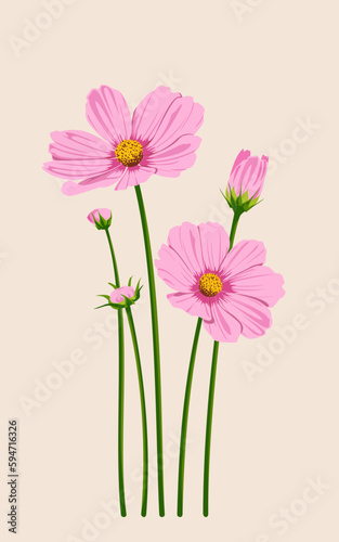 pink cosmos flowers